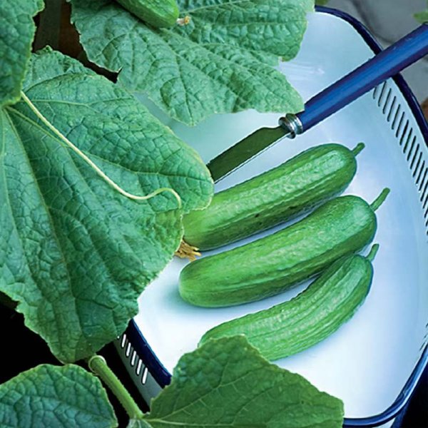 Zoom billede af Potted Cucumber 'Baby' F1