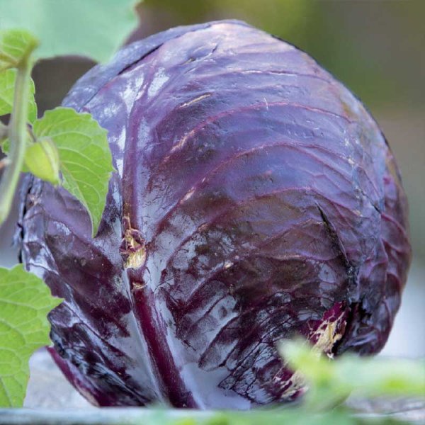 Zoom billede af Rødkål 'Langedijker Bewaar 2' Organic