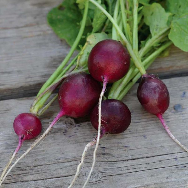 Zoom billede af Radise 'Amethyst'