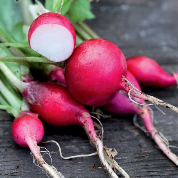 Zoom billede af Radise 'Saxa 2' Organic
