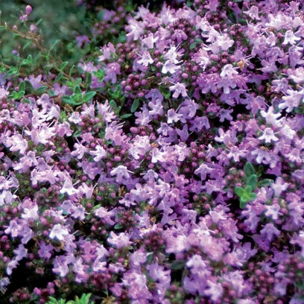 Zoom billede af Thyme