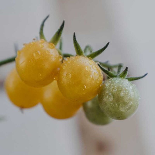 Zoom billede af Tomat 'Golden Currant'