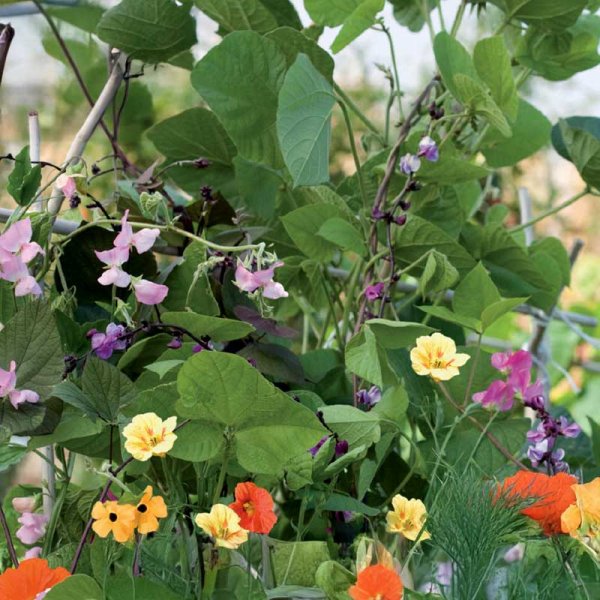 Zoom billede af Klatreplanter 'Nelson Mixture'