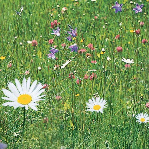 Zoom billede af Engblomster 'Nelson Mixture'