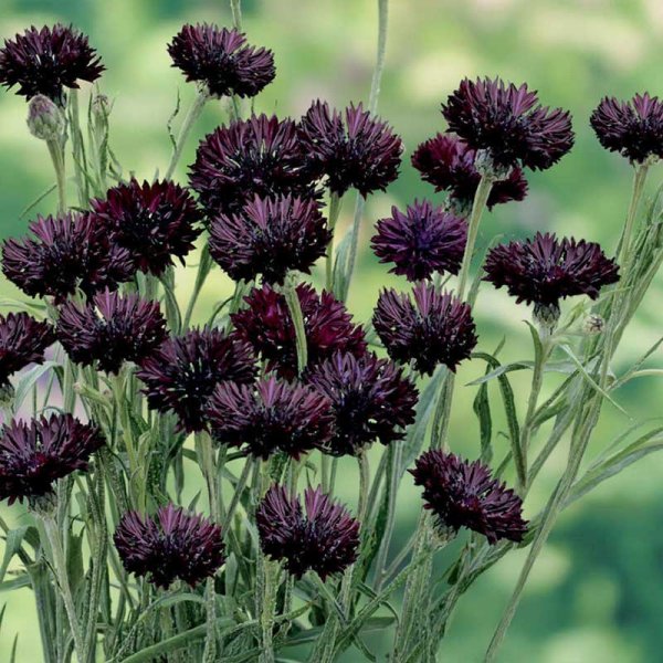 Zoom billede af Kornblomst 'Black Boy'