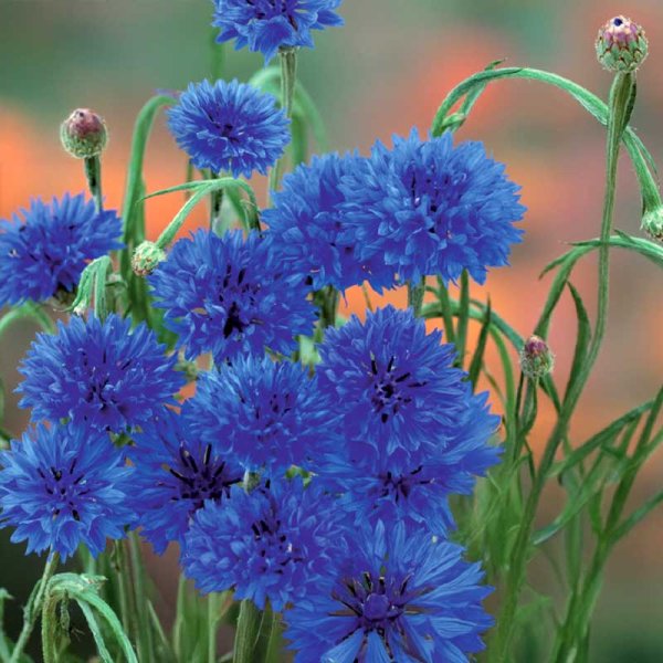 Zoom billede af Kornblomst 'Blue Boy'