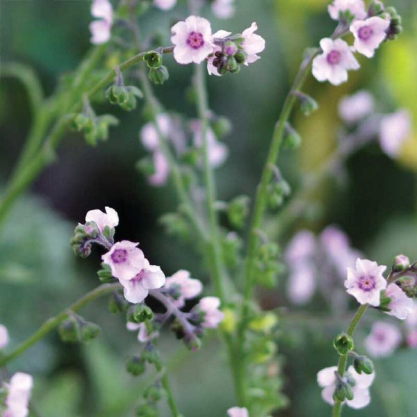 Zoom billede af Kinesisk Forglem-mig-ej 'Mystery Rose'