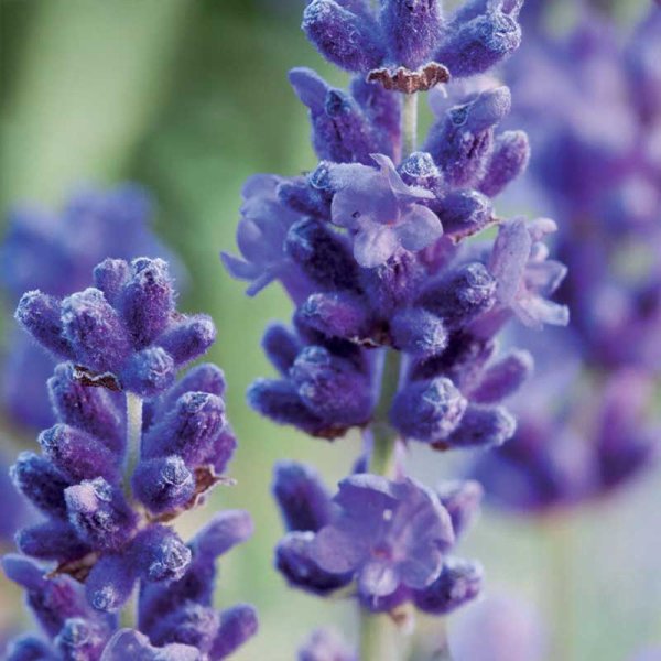 Zoom billede af Lavendel Organic