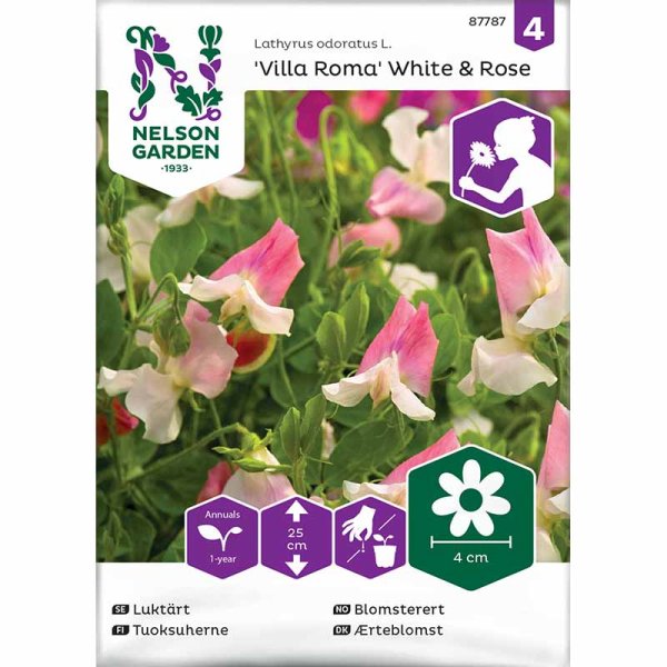 Zoom billede af Ærteblomst 'Villa Roma' White & Rose