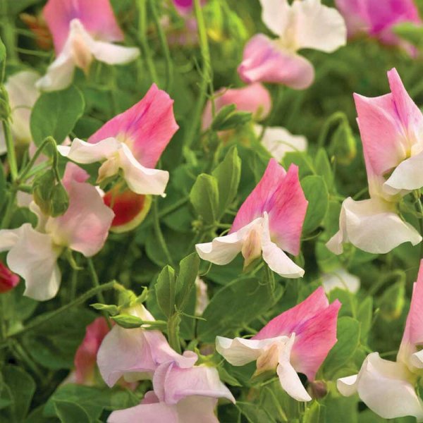 Zoom billede af Ærteblomst 'Villa Roma' White & Rose
