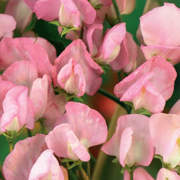 Zoom billede af Ærteblomst 'Royal Rose'