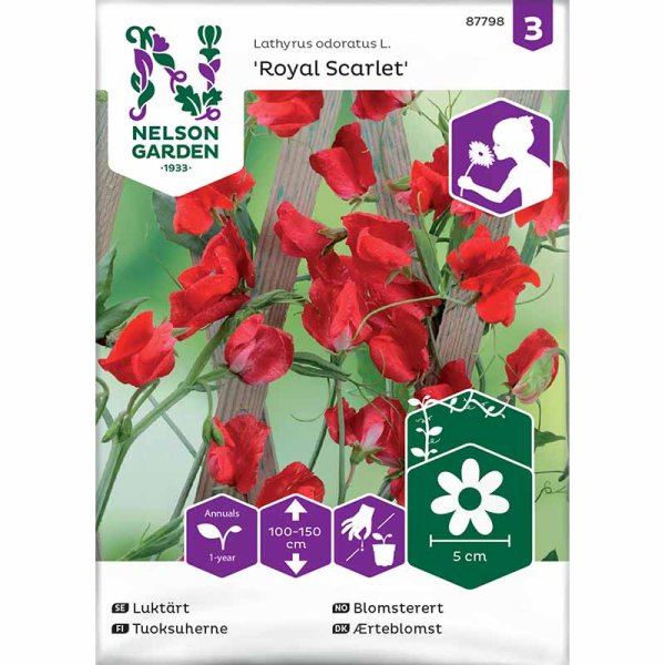 Zoom billede af Ærteblomst 'Royal Scarlet'