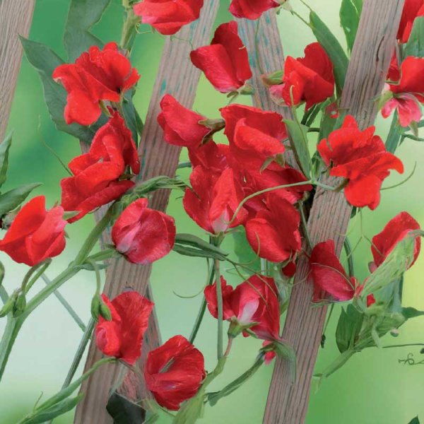 Zoom billede af Ærteblomst 'Royal Scarlet'