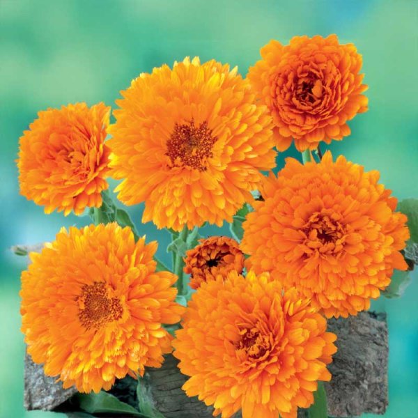Zoom billede af Morgenfrue 'Ball´s Orange'