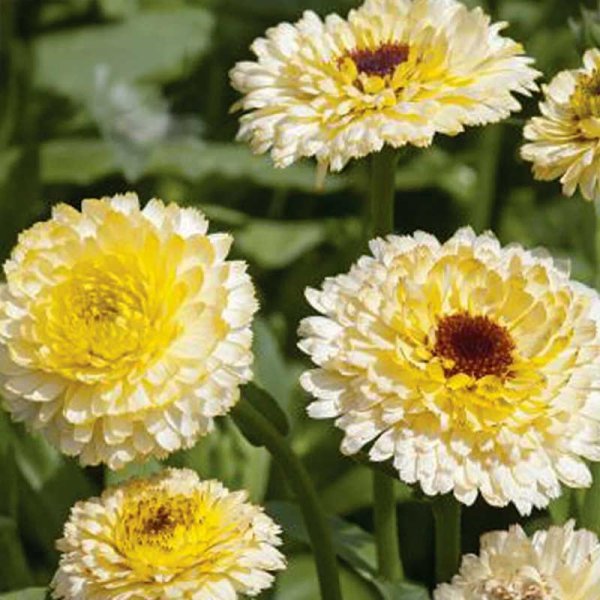 Zoom billede af Morgenfrue 'Ivory Princess'