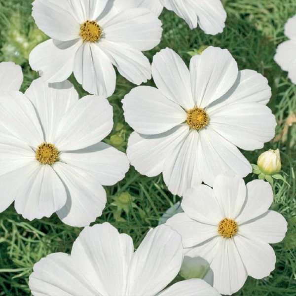 Zoom billede af Kosmos 'Purity'