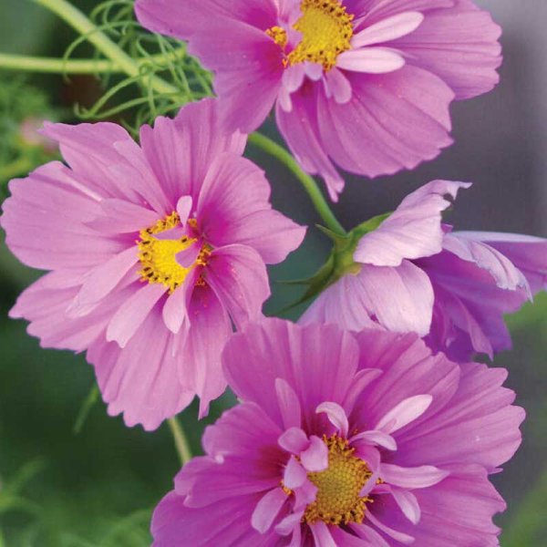Zoom billede af Smykkekosmos 'Fizzy Pink Dark Center'