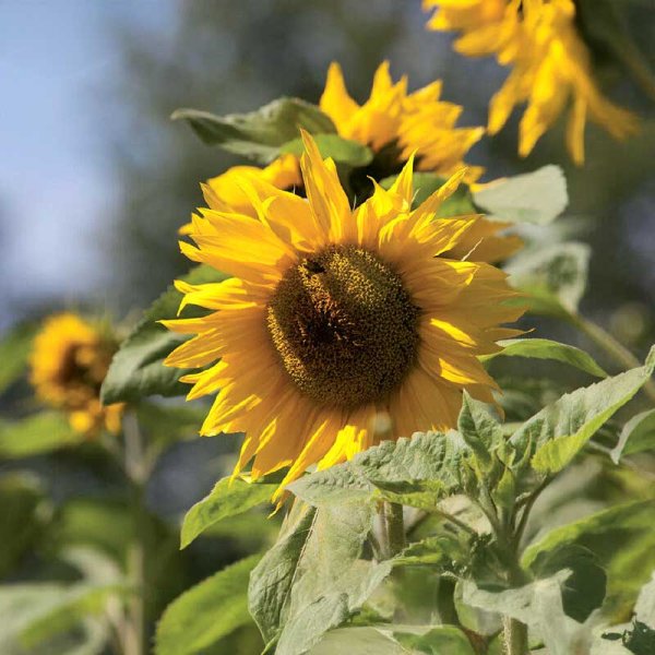 Zoom billede af Giant Sunflower Organic