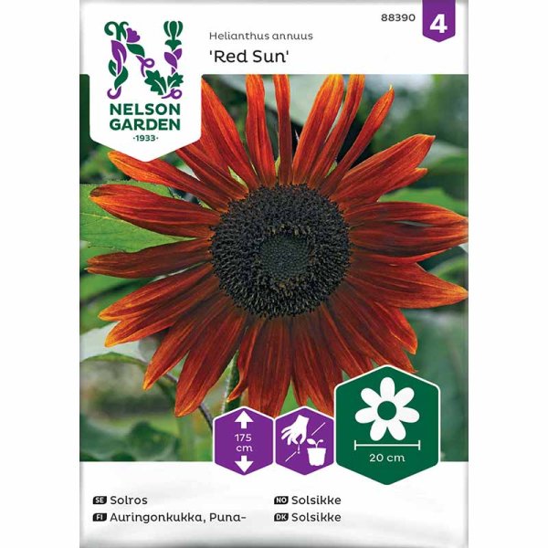 Zoom billede af Solsikke 'Red Sun'