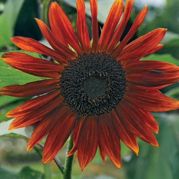 Zoom billede af Solsikke 'Red Sun'