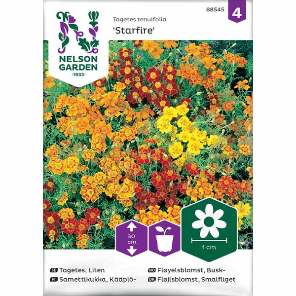 Zoom billede af Dværgfløjlsblomst 'Starfire mixed'
