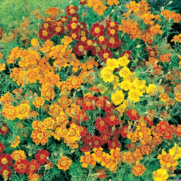 Zoom billede af Dværgfløjlsblomst 'Starfire mixed'