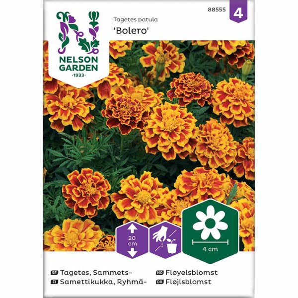 Zoom billede af Fløjlsblomst 'Bolero'