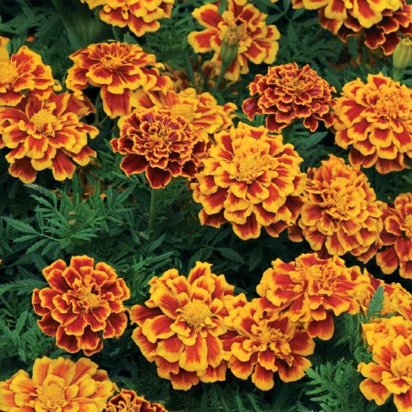 Zoom billede af Fløjlsblomst 'Bolero'