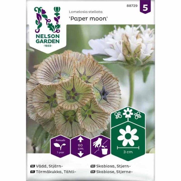 Zoom billede af Scabiosa 'Paper Moon'