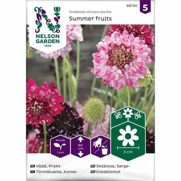 Zoom billede af Sommer-Scabiosa 'Summer Fruits'
