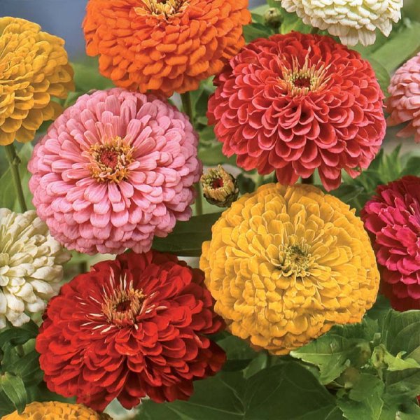 Zoom billede af Høj zinnia blandede farver