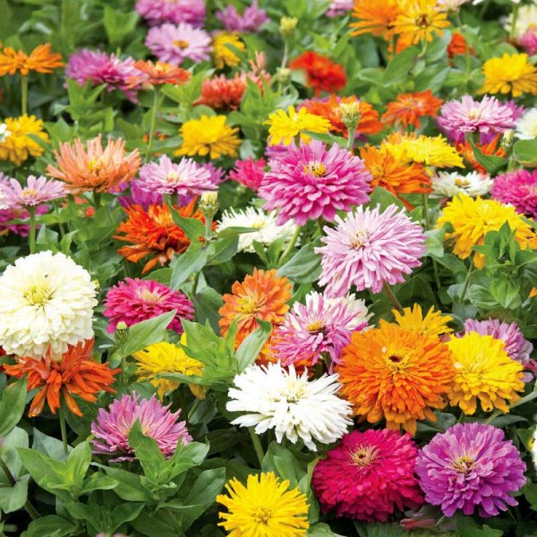 Zoom billede af Zinnia 'Takii´s Choice'