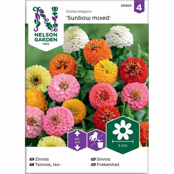 Zoom billede af Zinnia Sunbow blandede farver