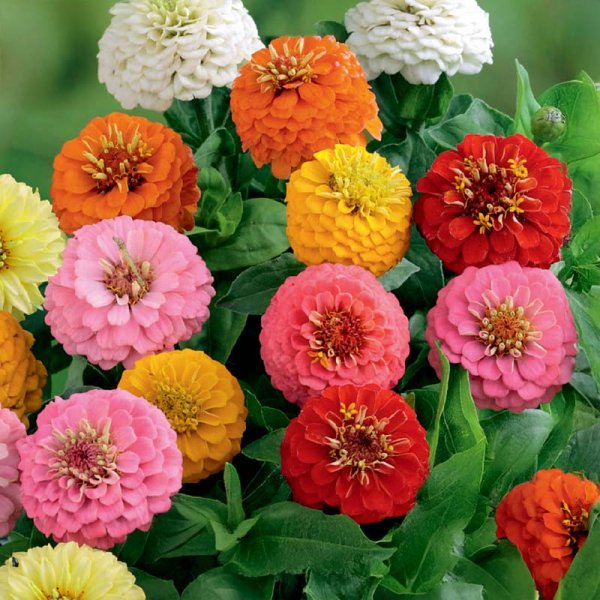 Zoom billede af Zinnia Sunbow blandede farver