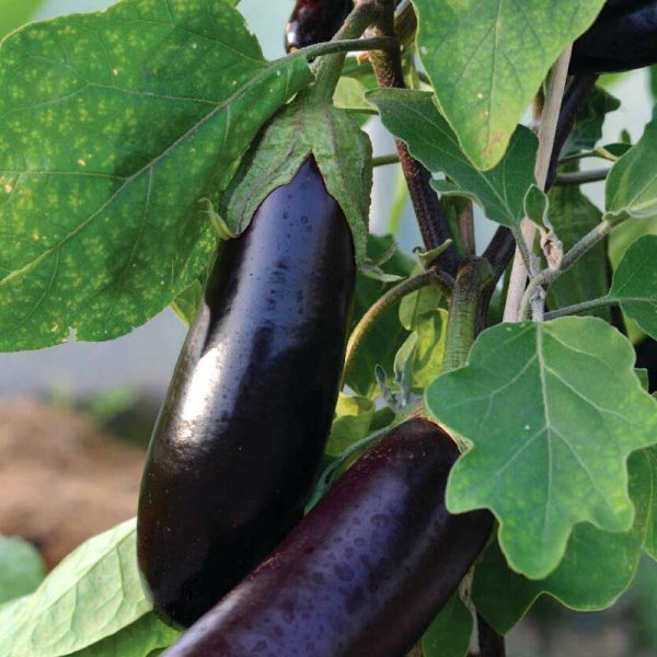 Zoom billede af Aubergine 'Teresa' F1