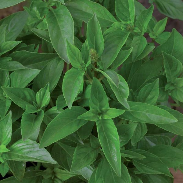 Zoom billede af Citronbasilikum 'Lemon scent'