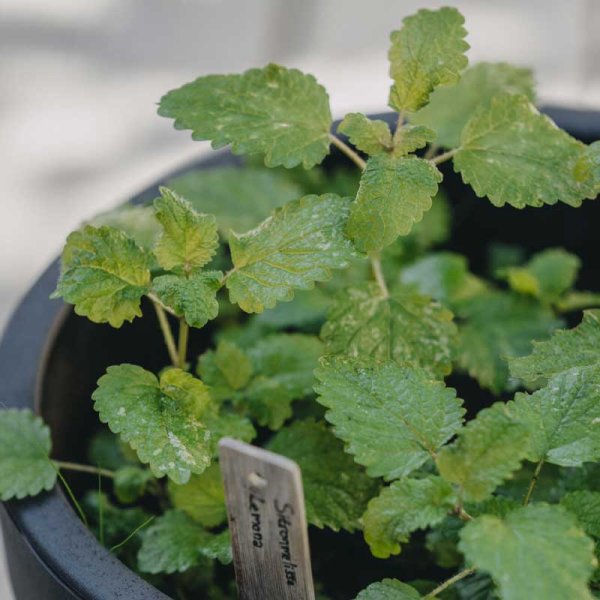 Zoom billede af Citronmelisse 'Lemona'