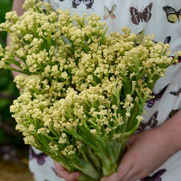 Zoom billede af Blomkål 'Blumini' F1