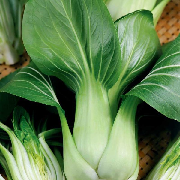 Zoom billede af Pak Choi 'Summer Breeze F1'
