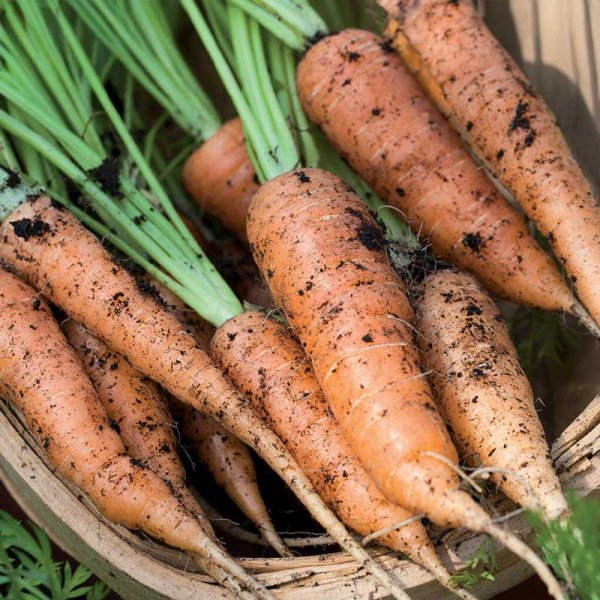 Zoom bilde av Sommergulrot 'Berlicum 2'