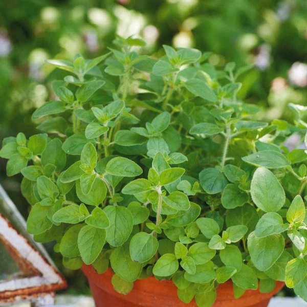 Zoom billede af Oregano Organic