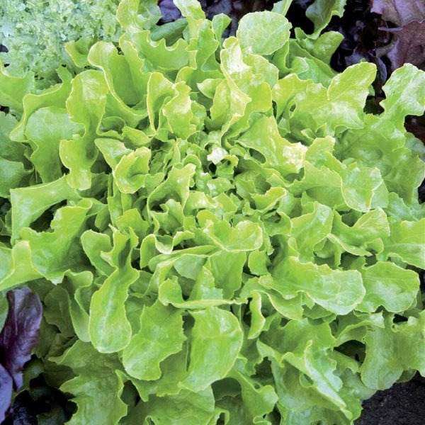 Zoom bilde av Plukksalat 'Salad Bowl'