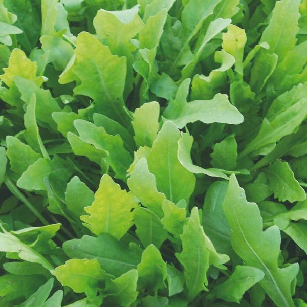 Zoom bilde av Sandsennep / Vild rucola 'Wildfire'