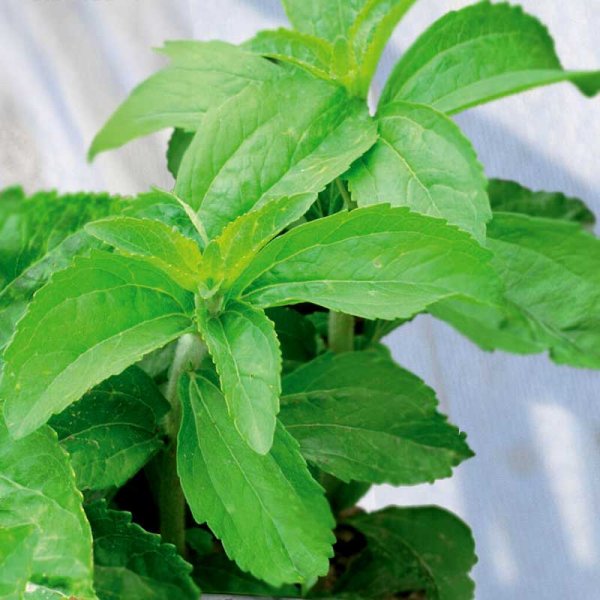 Zoom billede af Sødurt / Stevia