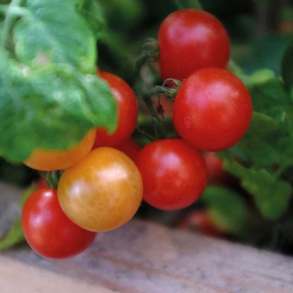 Zoom billede af Tomato 'Veranda Red' F1