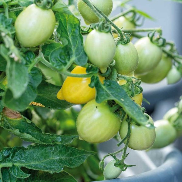 Zoom billede af Tomato 'Funnyplums Creamy Yellow' F1