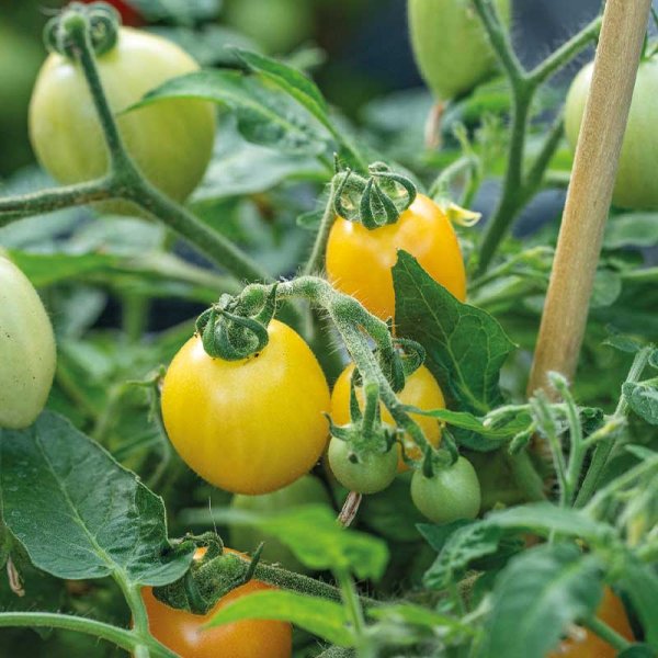 Zoom billede af Tomato 'Funnyplums Orange' F1
