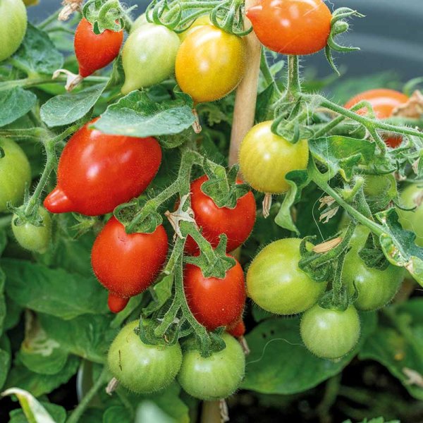 Zoom billede af Tomato 'Funnyplums Red' F1