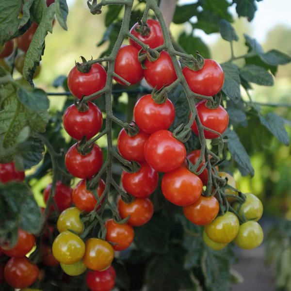 Zoom billede af Tomat 'Rubylicious' F1