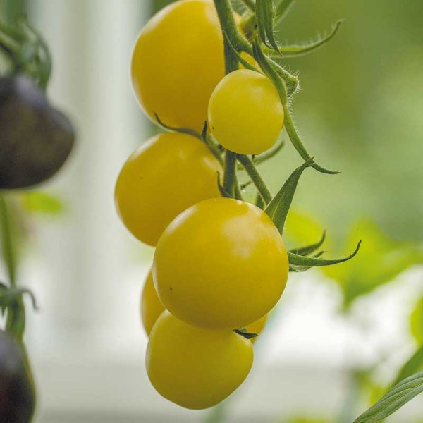 Zoom billede af Tomat 'White Cherry'